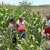 Polri Masuk Sawah, Bhabinkamtibmas Polsek Sukorejo Gerakkan Warga Manfaatkan Lahan Dukung Ketahanan Pangan Asta Cita Presiden