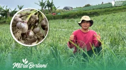 Polsek Nongkojajar Dukung Budidaya Bawang Putih di Tlogosari