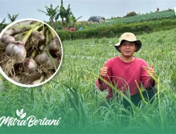 Polsek Nongkojajar Dukung Budidaya Bawang Putih di Tlogosari