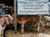 Ternak Perah dari Hibah Dinsos Pasuruan Jadi Sapi Potong?
