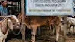 Ternak Perah dari Hibah Dinsos Pasuruan Jadi Sapi Potong?