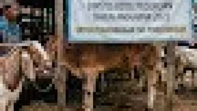 Ternak Perah dari Hibah Dinsos Pasuruan Jadi Sapi Potong?