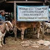 Ternak Perah dari Hibah Dinsos Pasuruan Jadi Sapi Potong?